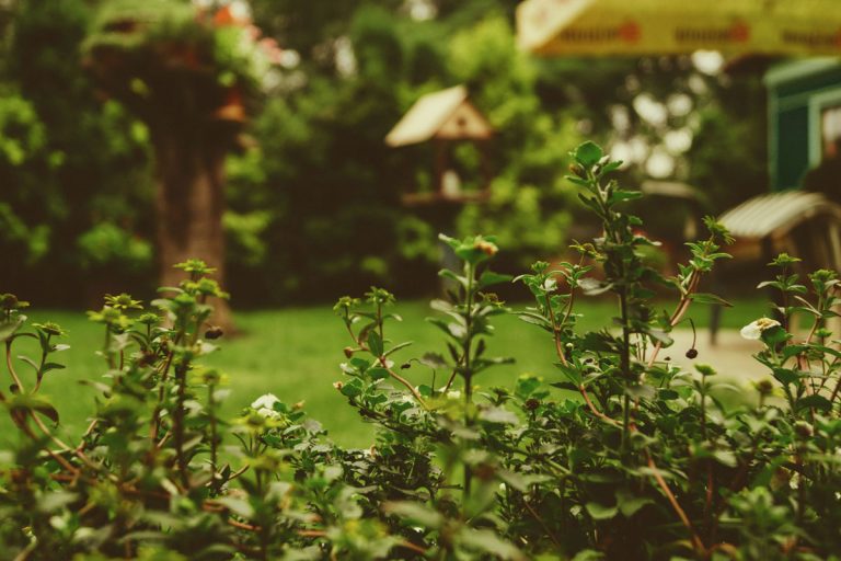 Titelbild zu „Ein schönerer Garten muss kein Luxus sein“